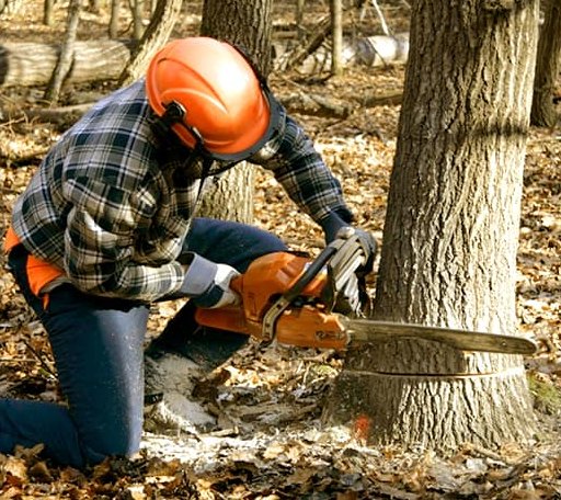 Tree Removal in Romance, AR